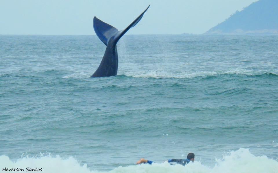 Tranquilidade Na Praia Da Gamboa Garopaba Kültér fotó